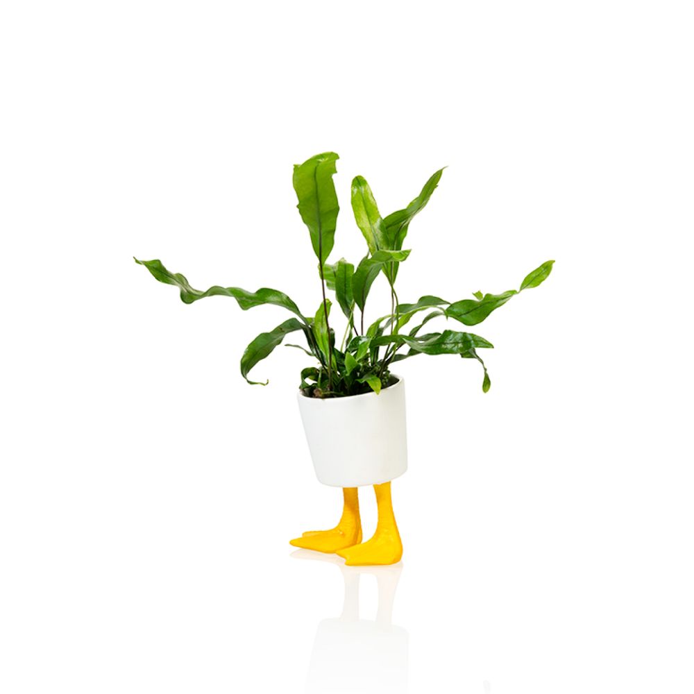 Cadeaux - Cache-Pot Pieds de Canard pm - BITTEN