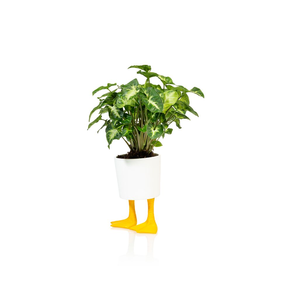 Cadeaux - Cache-Pot Pieds de Canard pm - BITTEN