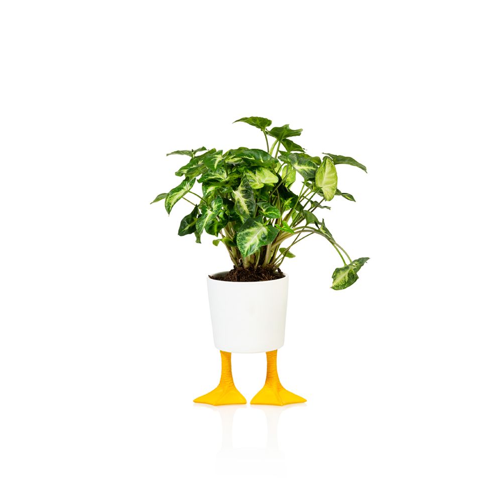 Cadeaux - Cache-Pot Pieds de Canard pm - BITTEN