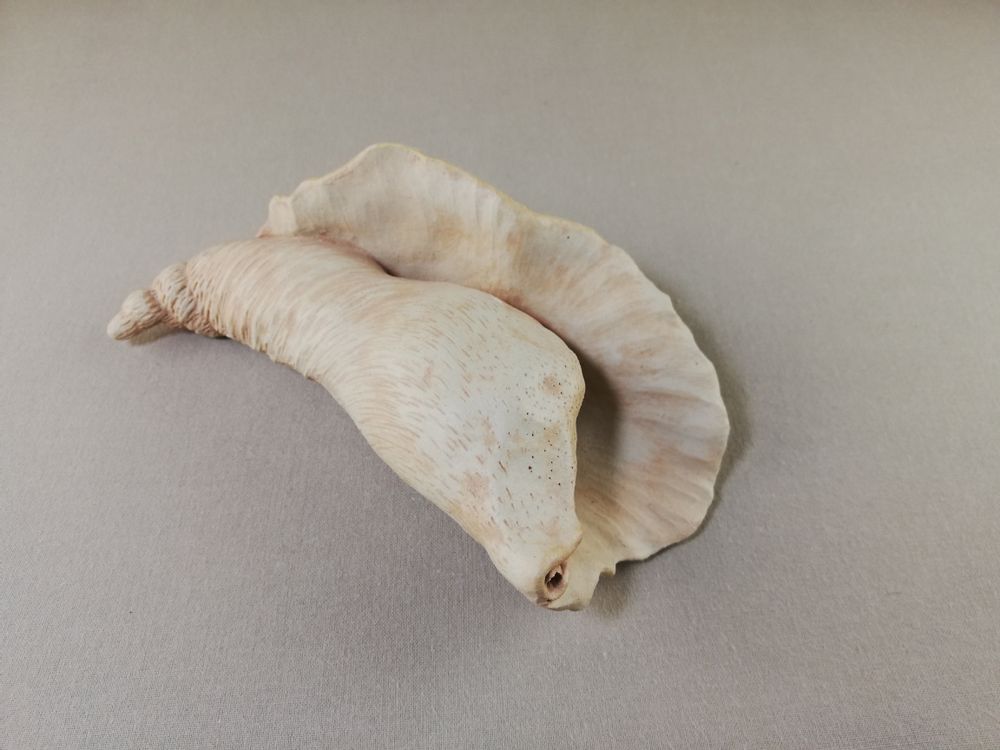 Céramique - COQUILLAGES - MALIFANCE