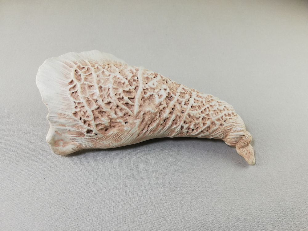Céramique - COQUILLAGES - MALIFANCE