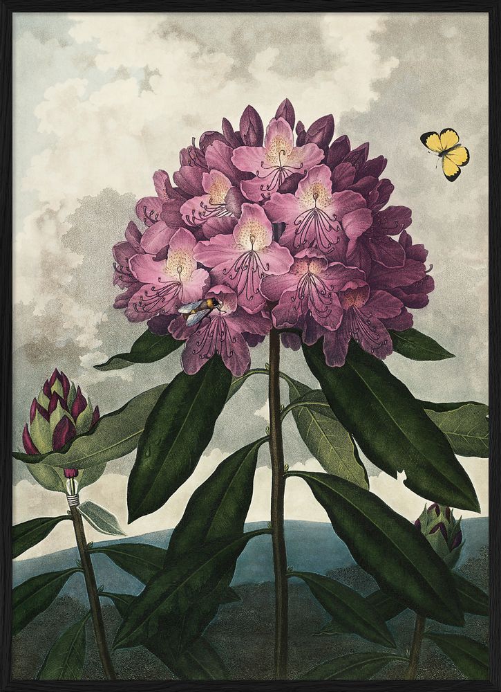 Affiches - Affiche Temple of Flora, Enchanted Rhodonia - THE DYBDAHL CO.