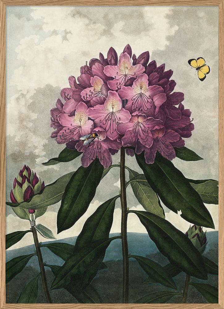 Affiches - Affiche Temple of Flora, Enchanted Rhodonia - THE DYBDAHL CO.