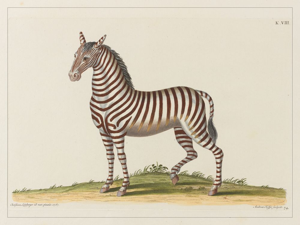 Affiches - AFFICHE I Coffret cabinet de curiosités murales - LES JOLIES PLANCHES