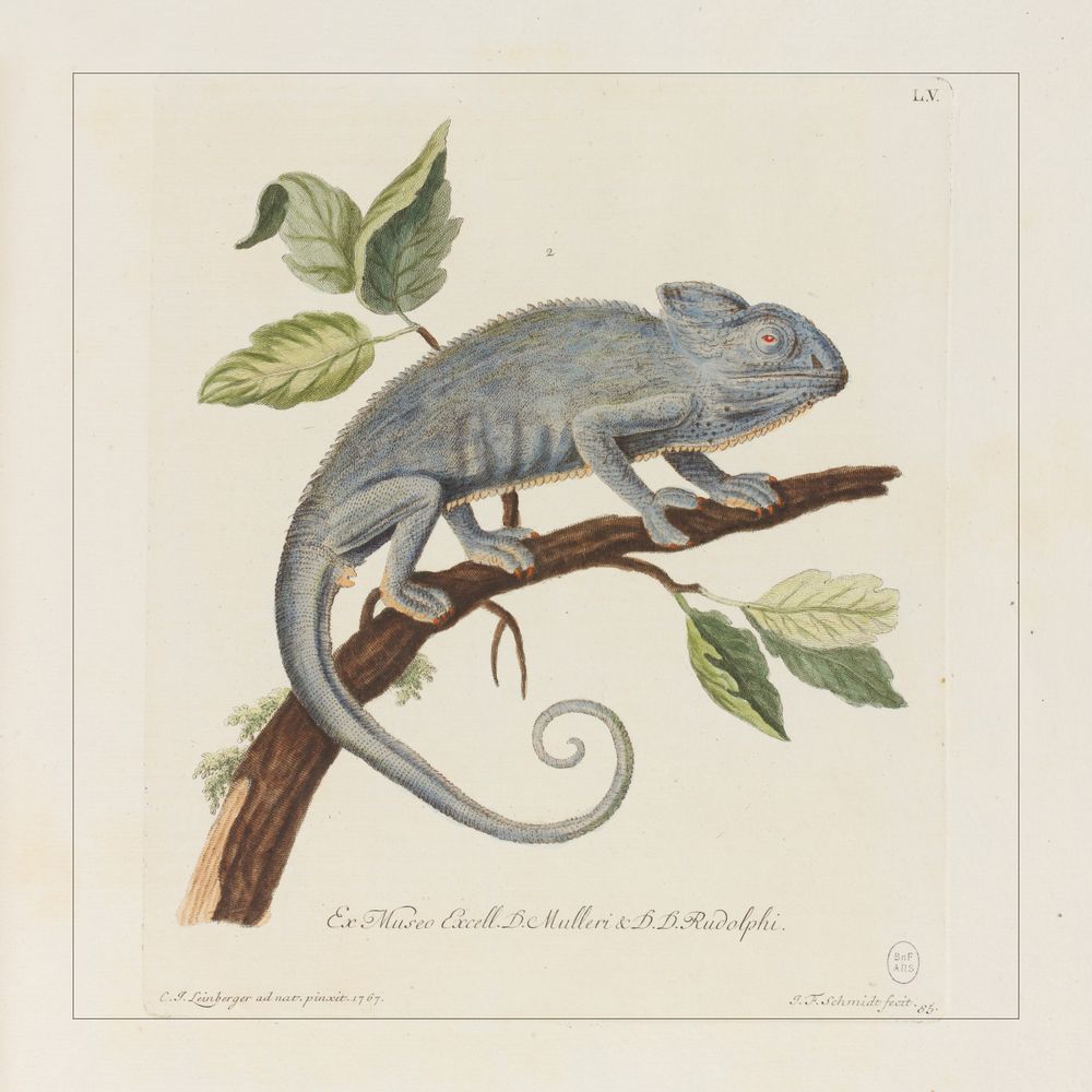 Affiches - AFFICHE I Coffret cabinet de curiosités murales - LES JOLIES PLANCHES