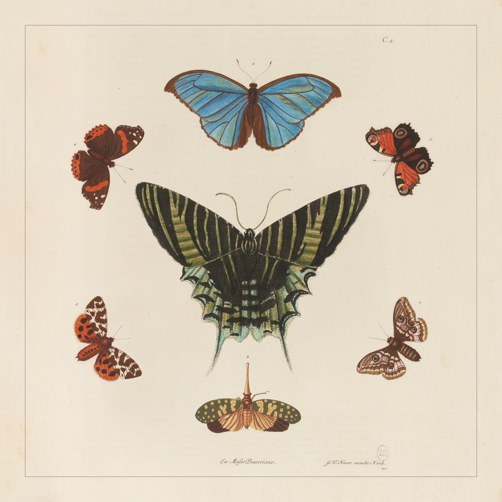 Affiches - AFFICHE I Coffret cabinet de curiosités murales - LES JOLIES PLANCHES