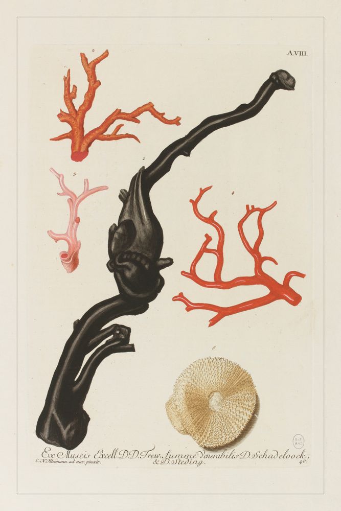 Affiches - AFFICHE I Coffret cabinet de curiosités murales - LES JOLIES PLANCHES