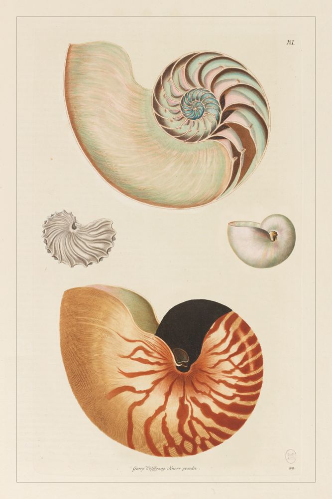 Affiches - AFFICHE I Coffret cabinet de curiosités murales - LES JOLIES PLANCHES