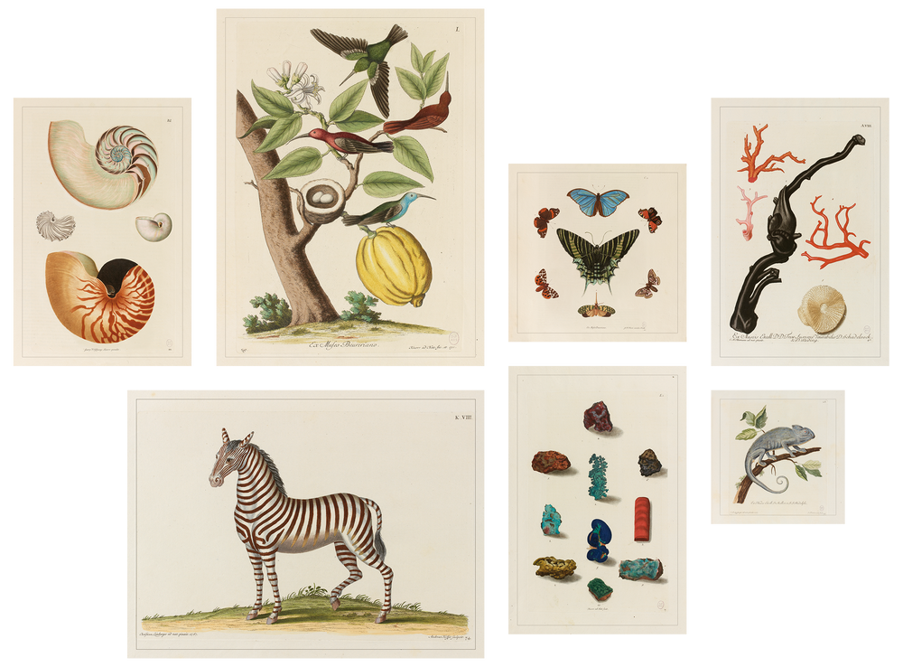 Affiches - AFFICHE I Coffret cabinet de curiosités murales - LES JOLIES PLANCHES