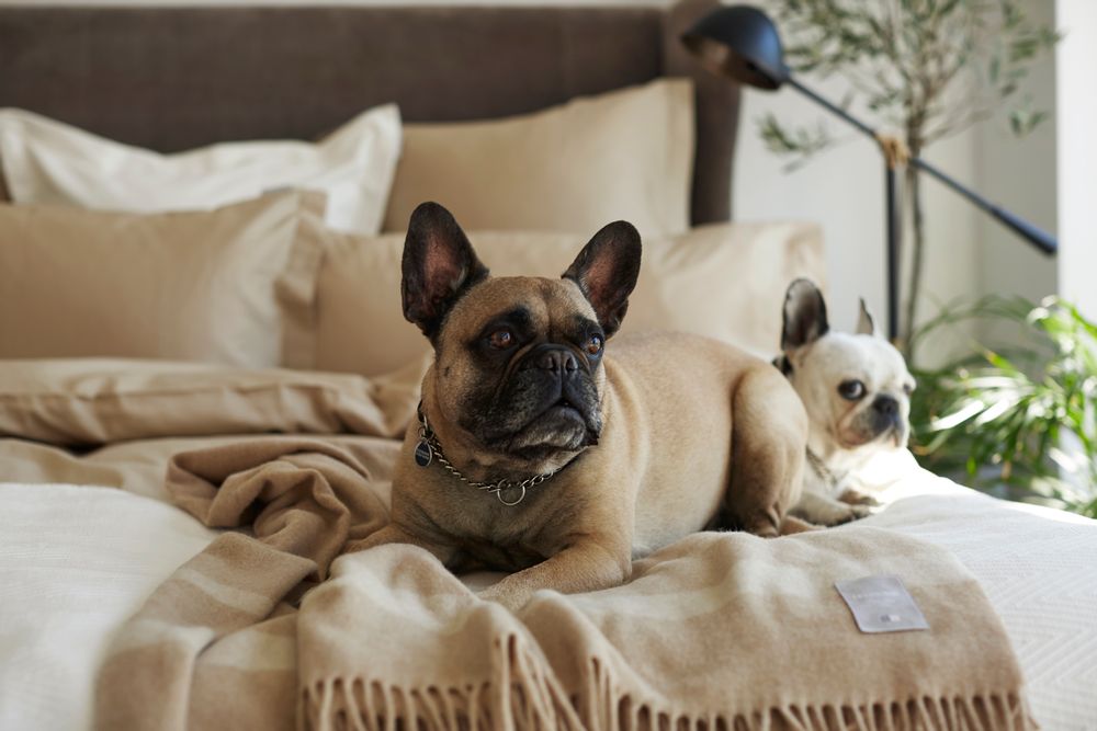 Throw blankets - Hotel Collection Wool Throw - LEXINGTON COMPANY