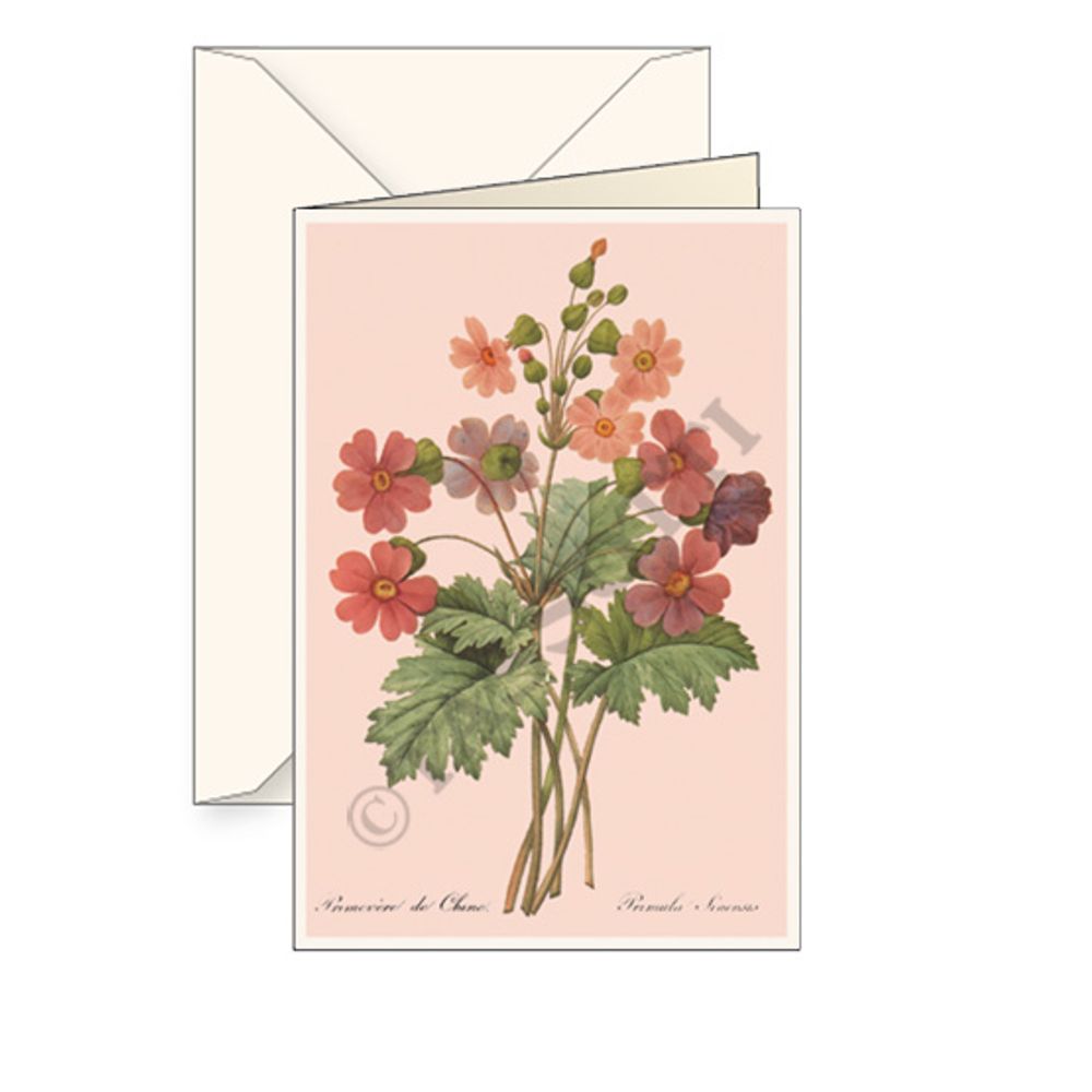 Carterie - Cartes de vœux avec enveloppe "Primula Sinensis" - TASSOTTI - ITALY