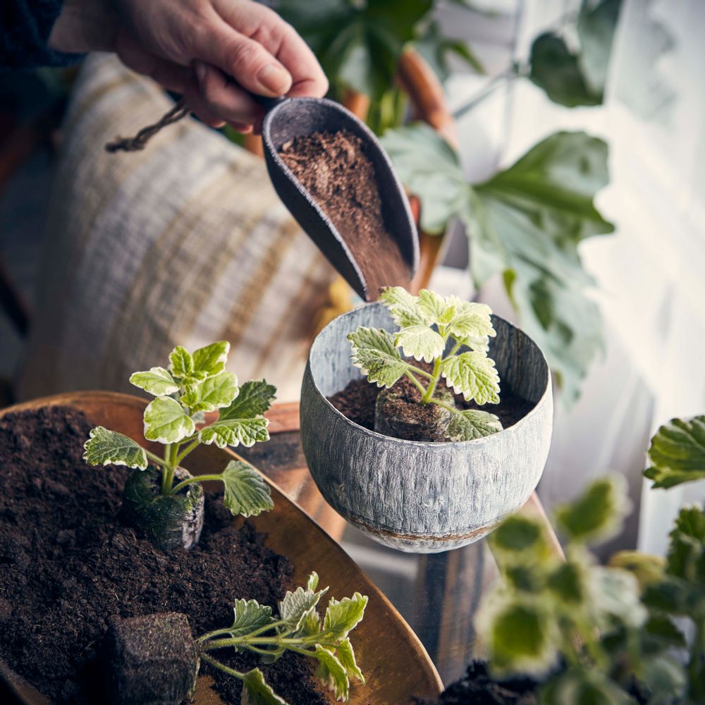 Pottery - FENIX Pot - AFFARI OF SWEDEN