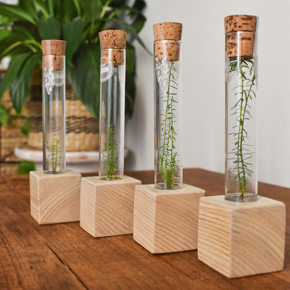 Decorative objects - Sequoia plantaphore — French chestnut wood base - INPLANTA