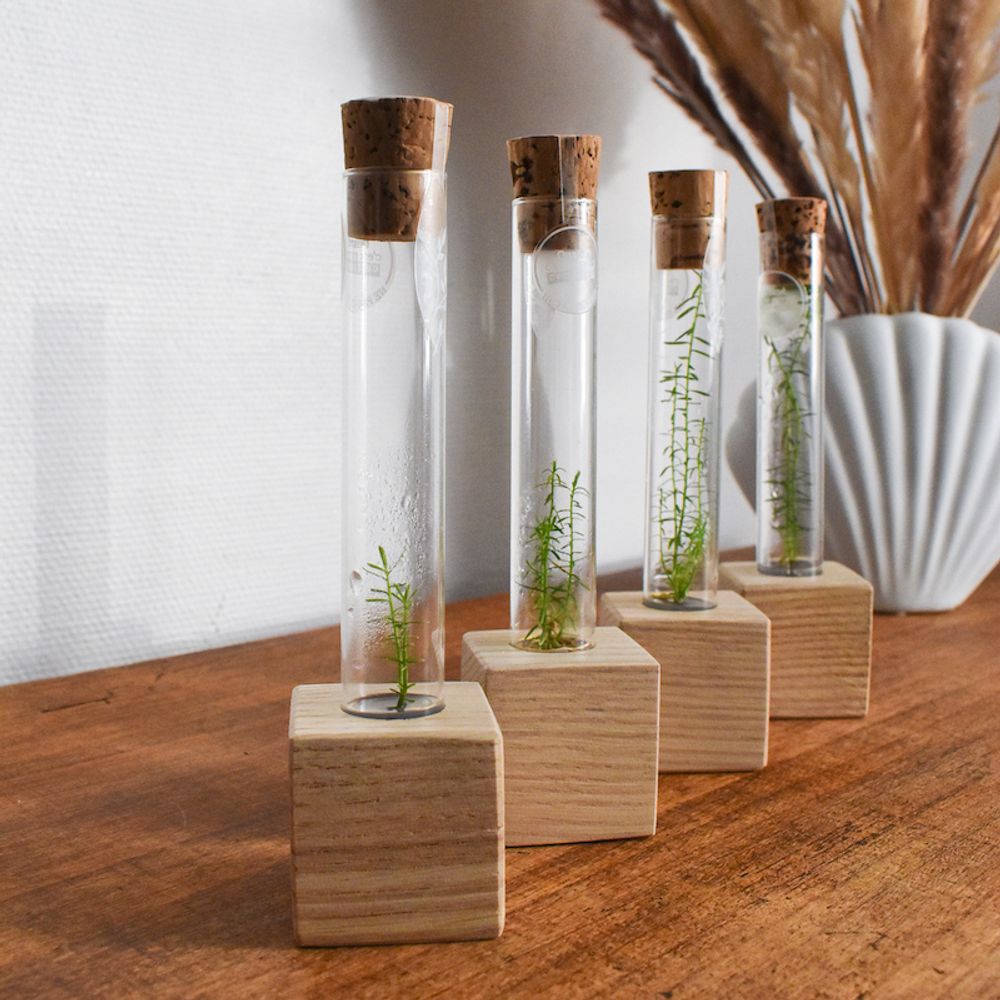 Decorative objects - Sequoia plantaphore — French chestnut wood base - INPLANTA