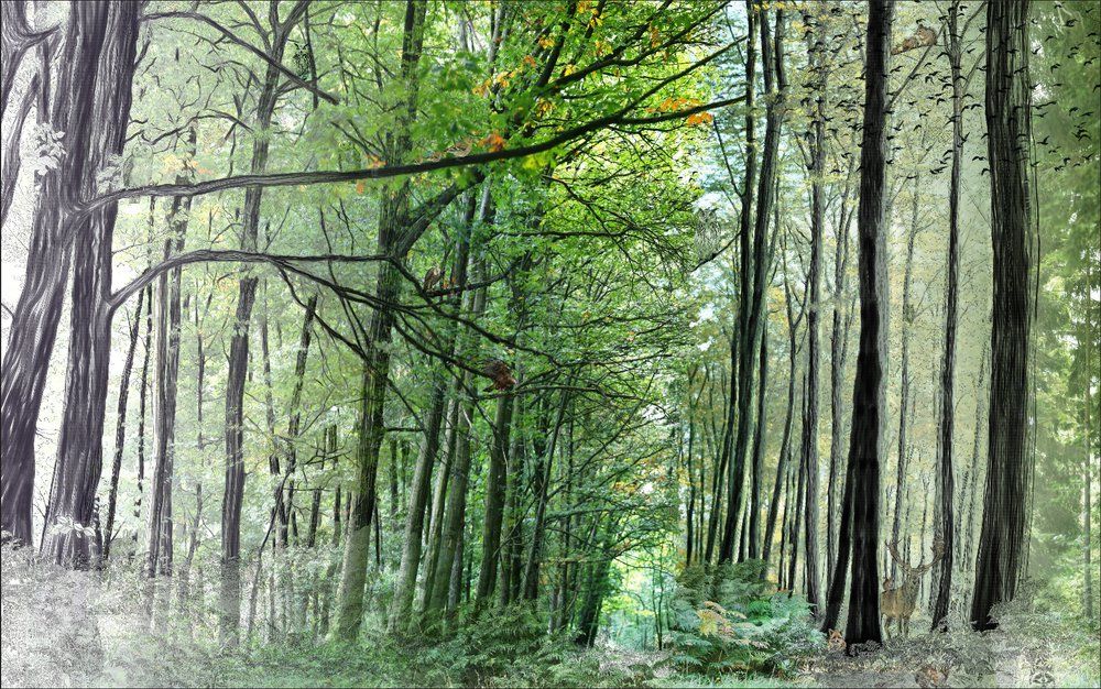 Wallpaper - Forest Wallpaper - INCREATION