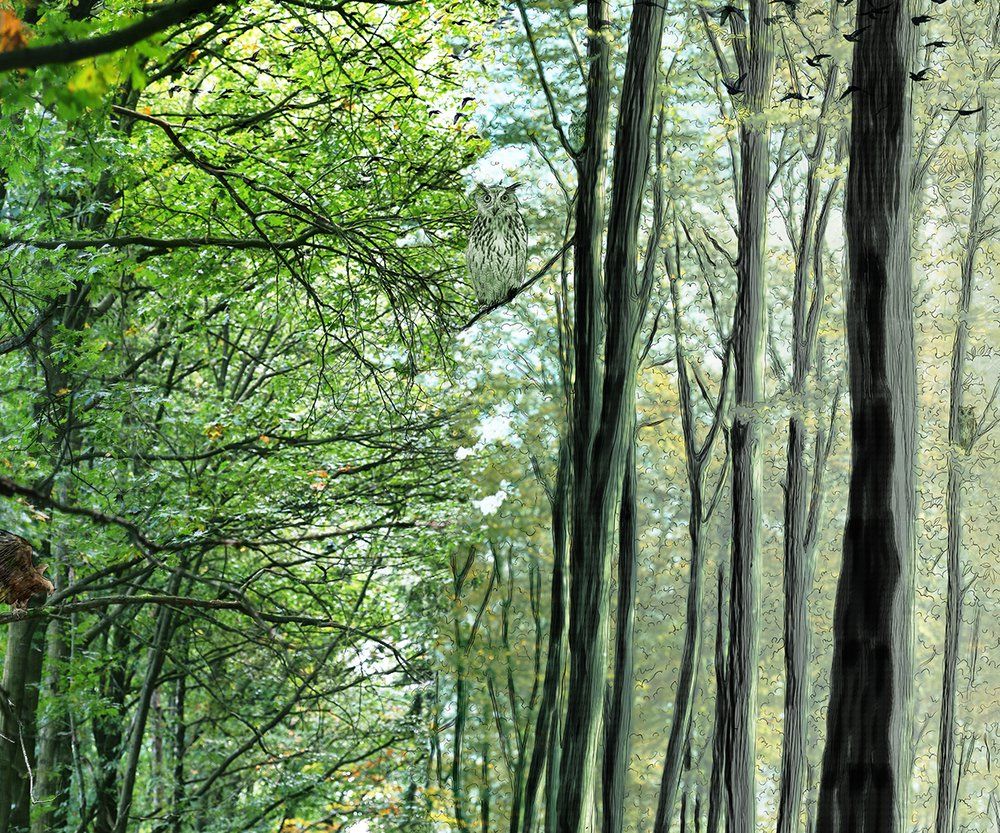 Wallpaper - Forest Wallpaper - INCREATION