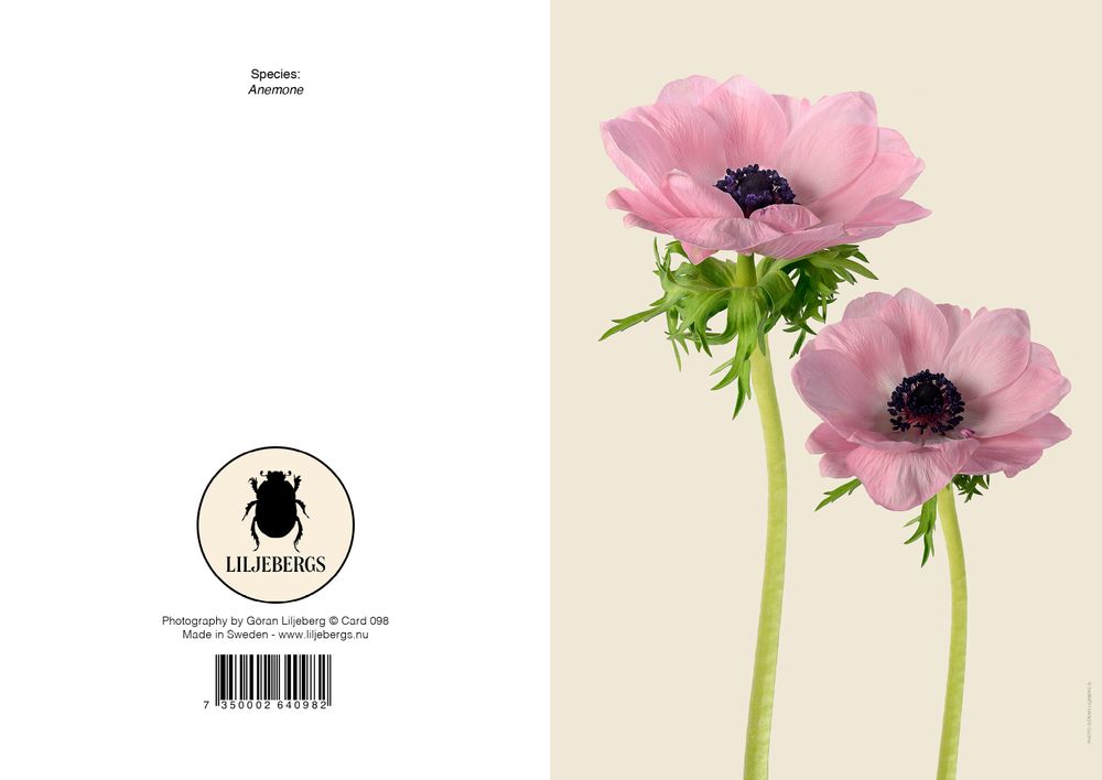 Carterie - Cartes de vœux - LILJEBERGS
