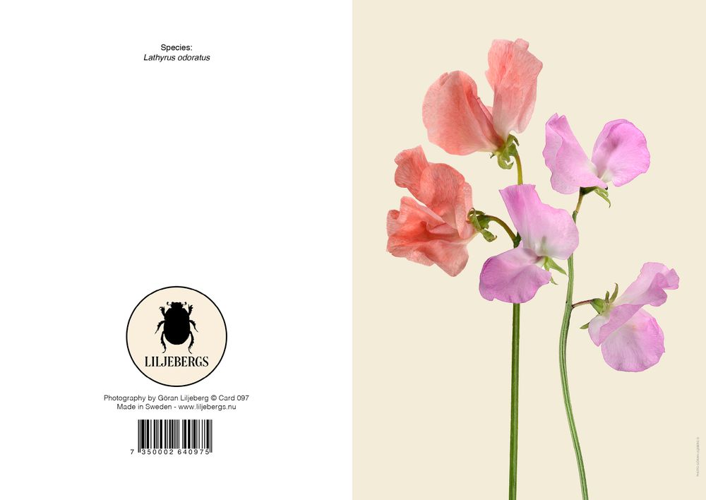 Carterie - Cartes de vœux - LILJEBERGS