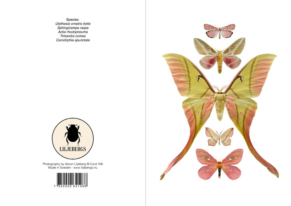 Carterie - Carte de vœux - LILJEBERGS