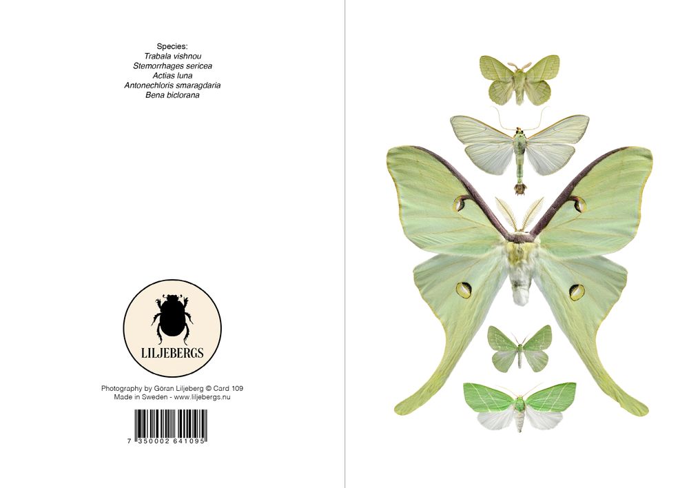 Carterie - Carte de vœux - LILJEBERGS