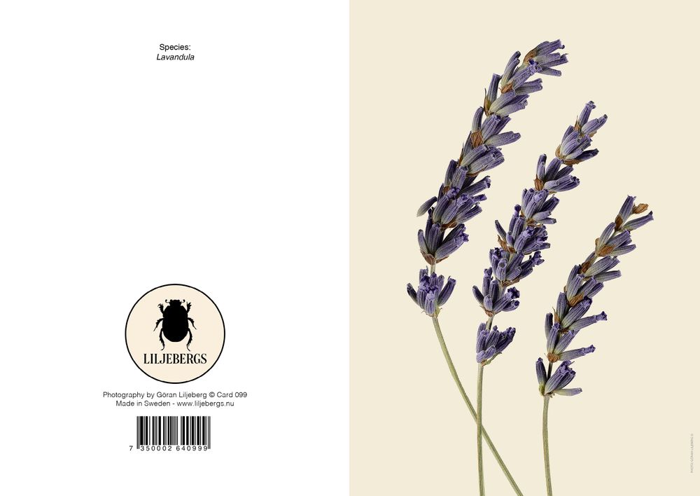 Carterie - Carte de vœux - LILJEBERGS