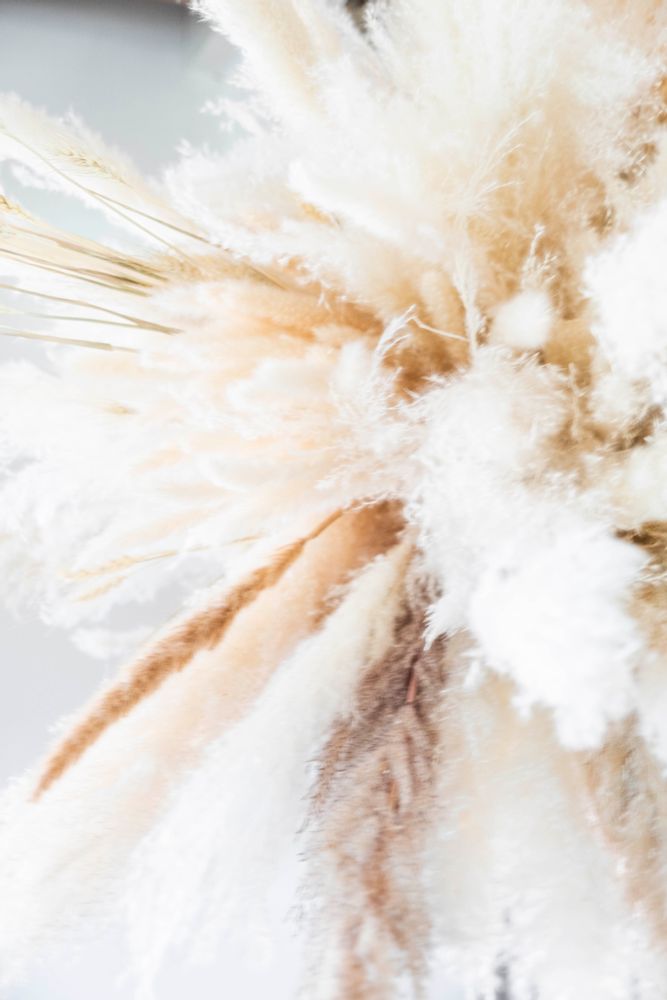 Floral decoration - Phragmitos white dried flower AX70127 - ANDREA HOUSE