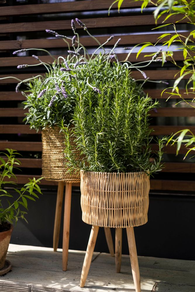 Flower pots - SET 2 CATTAIL GRASS PLANTERS Ø30X58 AX21542 - ANDREA HOUSE