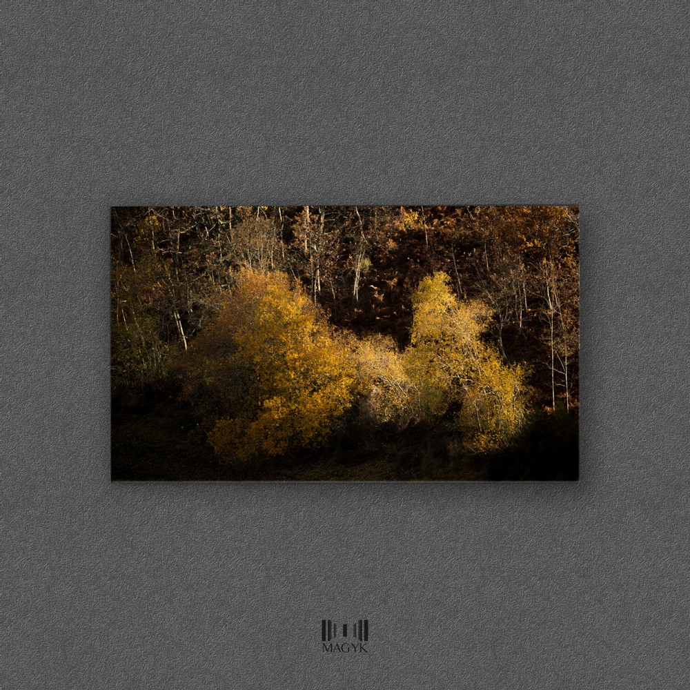 Floral decoration - Photo Art Forest - MAGYK ART IMAGE
