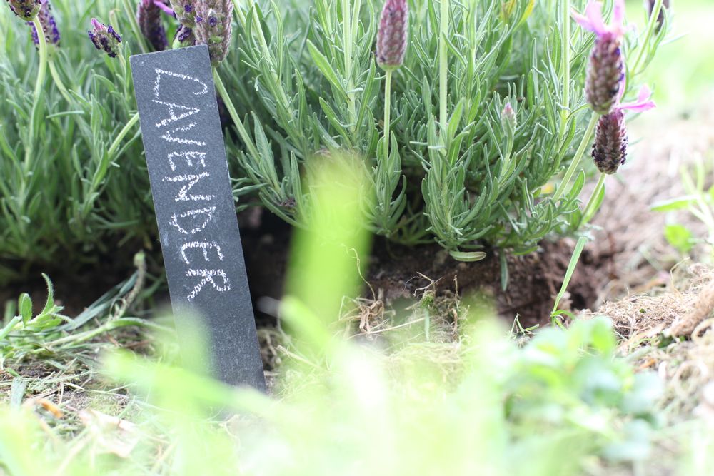 Accessoires de jardinage - Garden tools : outils de jardin, tabliers, pots à rempoter, voiles d'hivernage, gants de jardin - ESSCHERT DESIGN