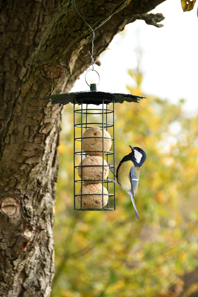 Garden accessories - Best for Birds, Wild on Wildlife: everything for a friendly garden for birds & wildlife - ESSCHERT DESIGN