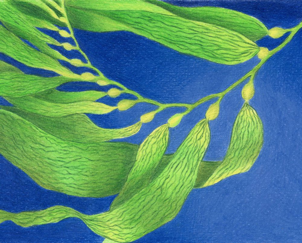 Other wall decoration - Wallpanel Bamboulino Algue marine Vert chlorophylle - PAPERMINT