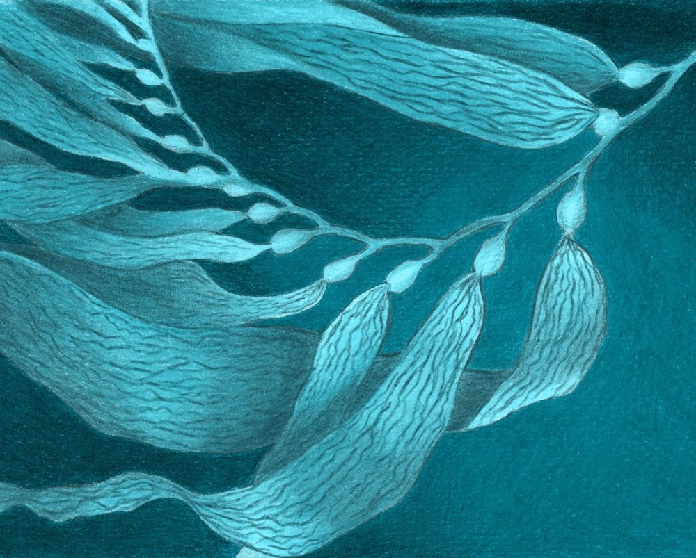 Other wall decoration - Wallpanel Bamboulino Algues marines Bleu lagune - PAPERMINT