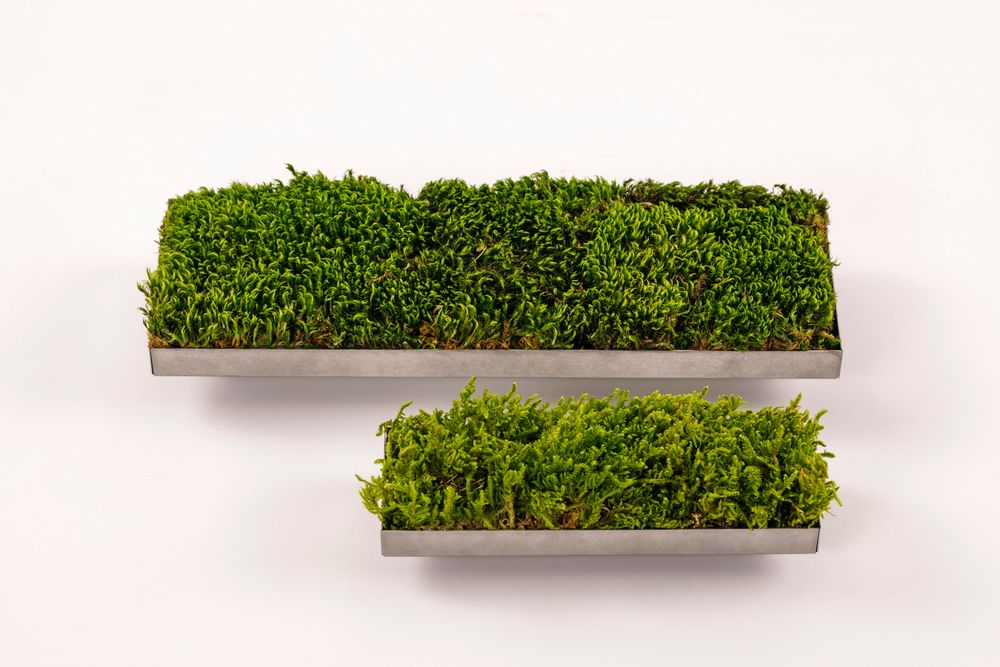 Objets design - Mousse linéaire (L) (L-1) - FUJIGOKE