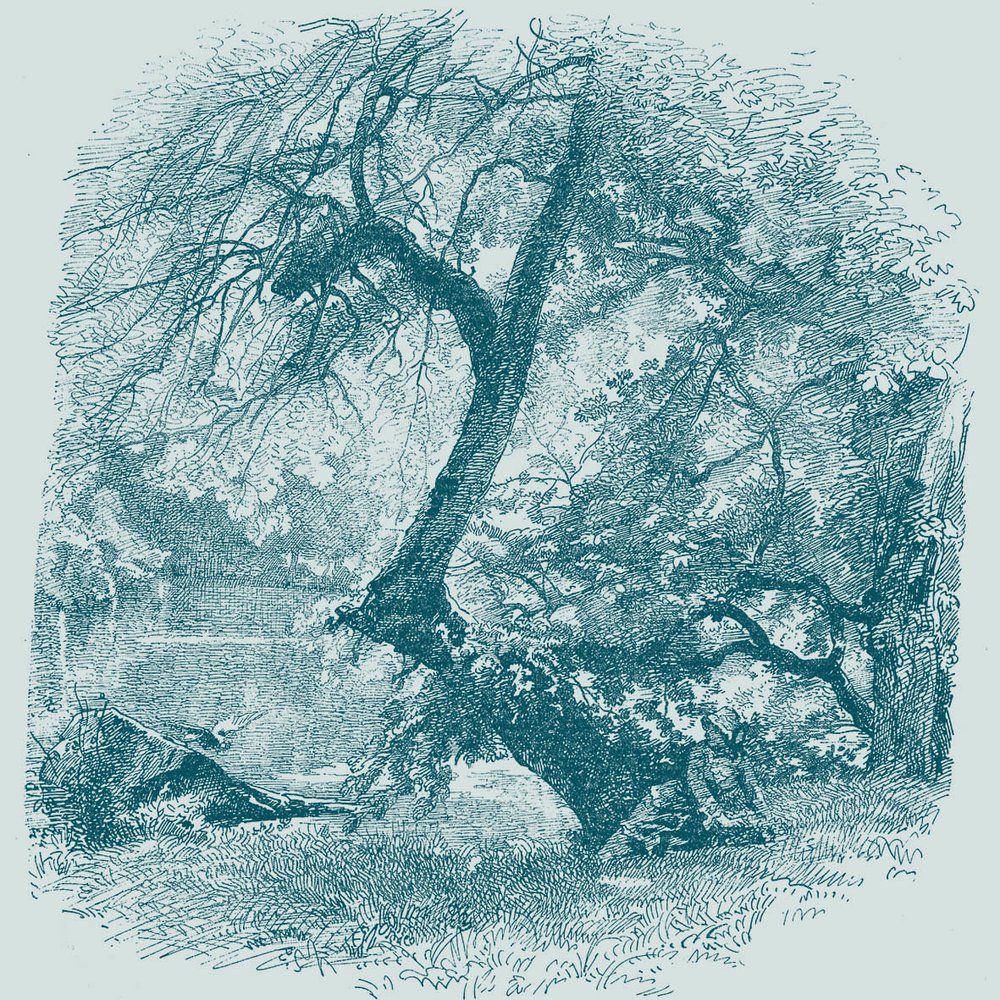 Wallpaper - Veil Arbre Panoramic Wallpaper - INCREATION