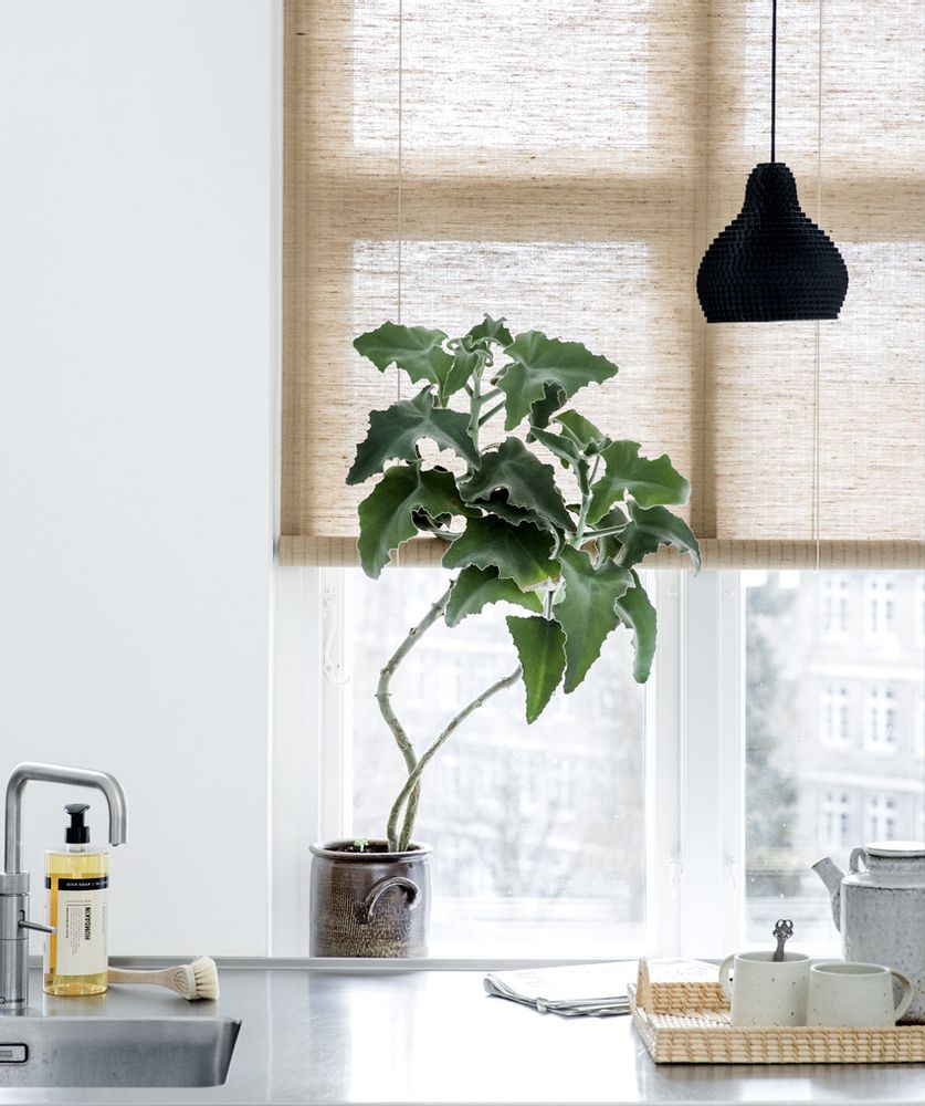 Curtains and window coverings - Brown plant roller blind - COLOR & CO