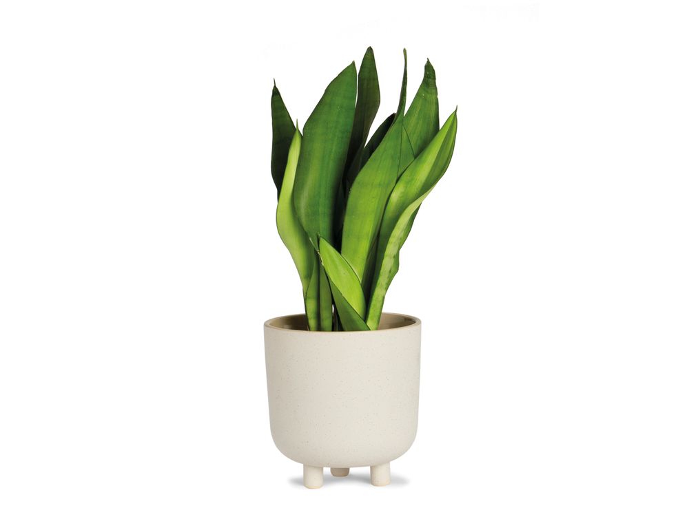 Pots de fleurs - POT DE FLEURS EN CÉRAMIQUE IVOIRE Ø18X18,5 CM AX71191 - ANDREA HOUSE
