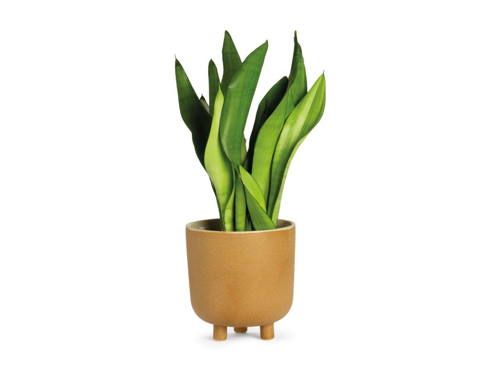 Pots de fleurs - Pot de fleurs en céramique beige Ø18x18,5 cm AX71193 - ANDREA HOUSE