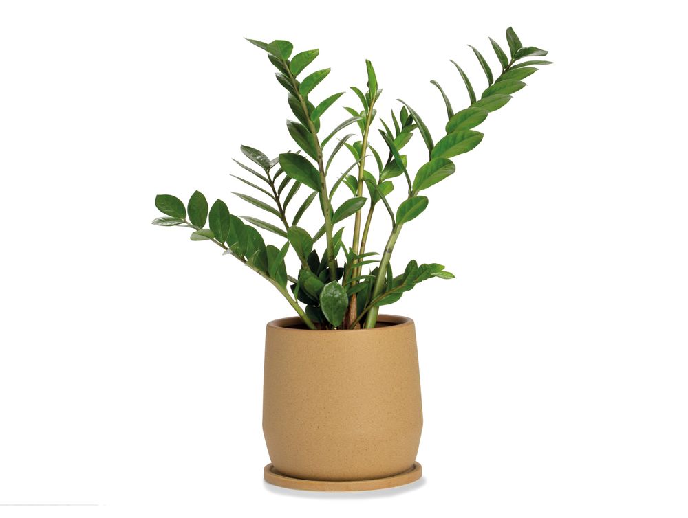 Flower pots - Ceramic flowerpot beige Ø22x22 cm CM AX71196 - ANDREA HOUSE