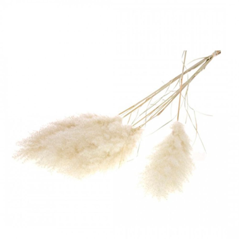 Decorative objects - MUR VEGETAL - NATURALYS