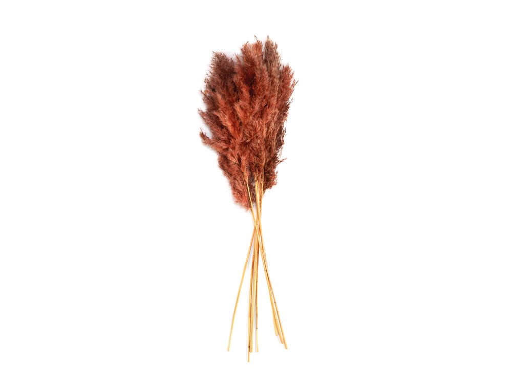 Décorations florales - Fleur séchée naturelle Orange Pampa 6pcs. 70 cm AX71135 - ANDREA HOUSE