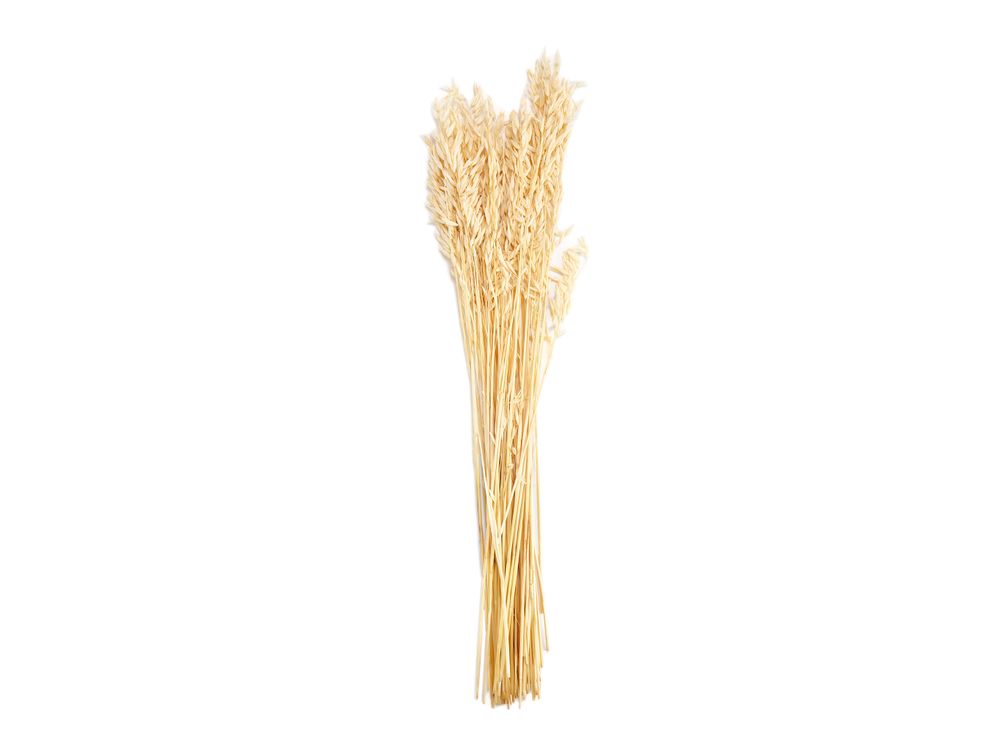 Décorations florales - Fleur blanche séchée naturelle Avena. 100 gr, 80 cm AX71138 - ANDREA HOUSE