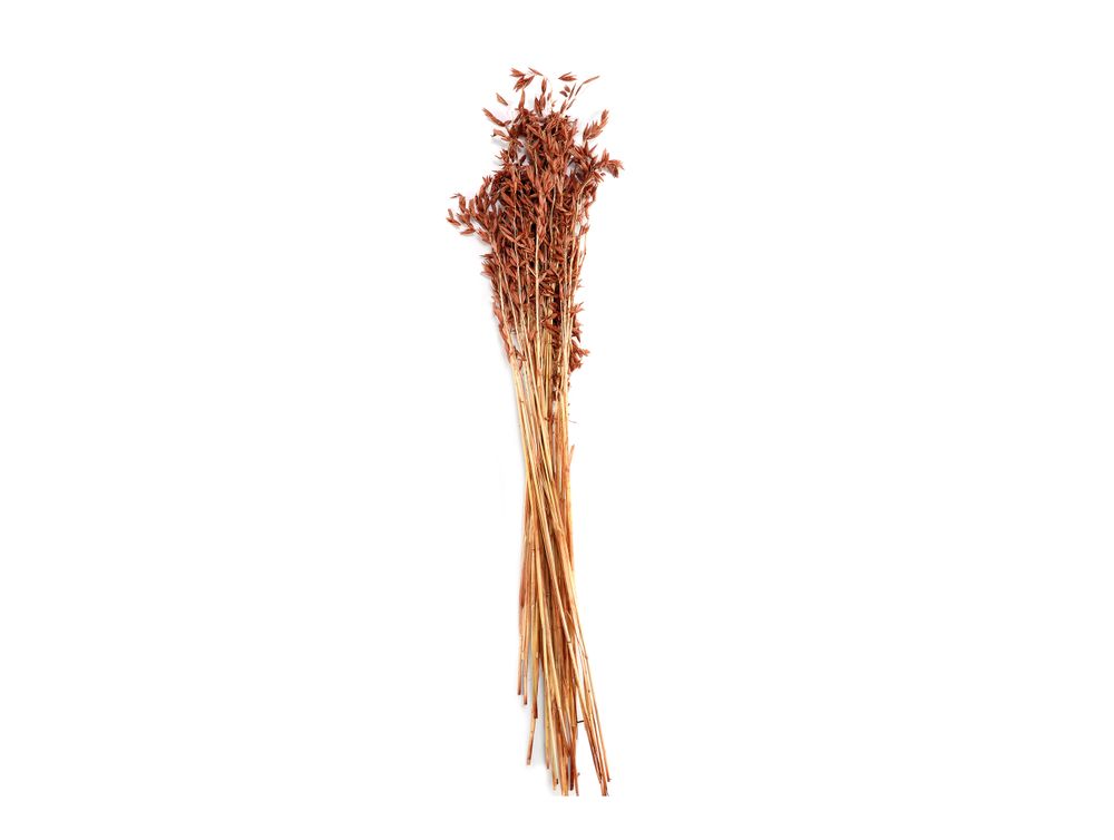 Décorations florales - Fleur séchée naturelle Orange Avena. 100 gr, 80 cm AX71139 - ANDREA HOUSE