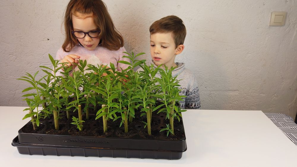 Jouets enfants - Ma cabane en saules - WILL'UP