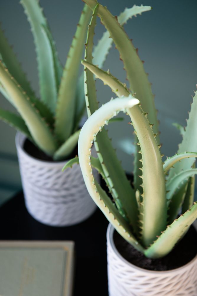 Floral decoration - Aloe - LOU DE CASTELLANE - artificial plants and flowers - LOU DE CASTELLANE