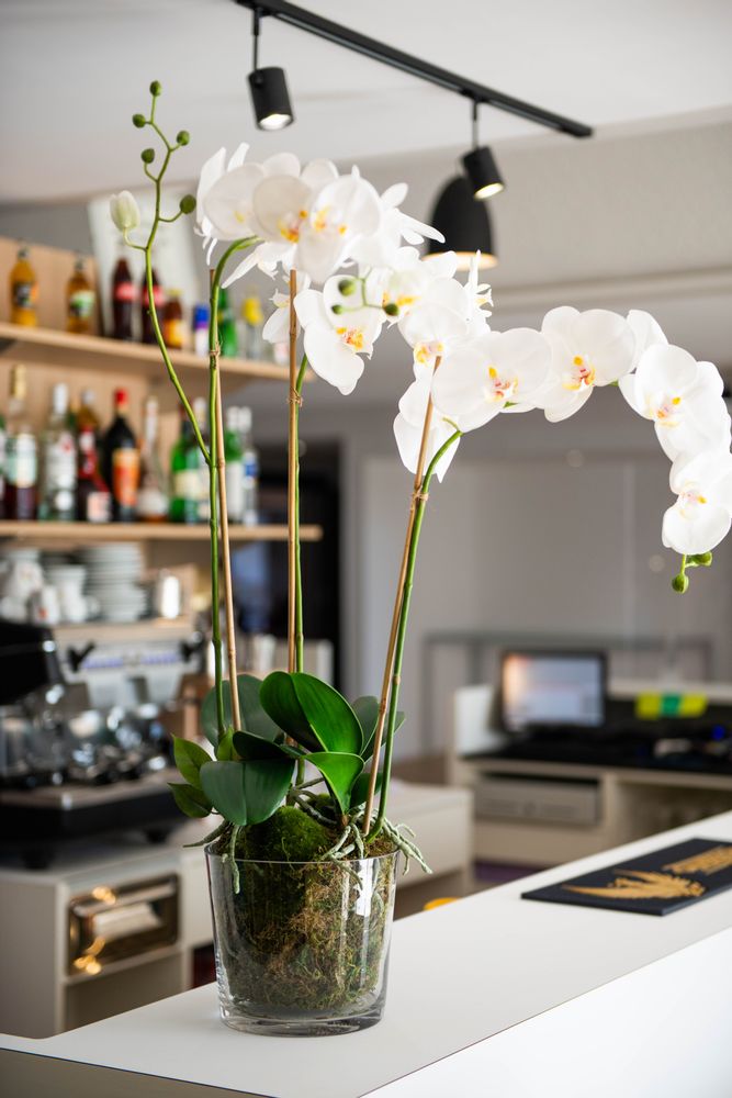 Floral decoration - Orchids - LOU DE CASTELLANE - artificial plants and flowers - LOU DE CASTELLANE