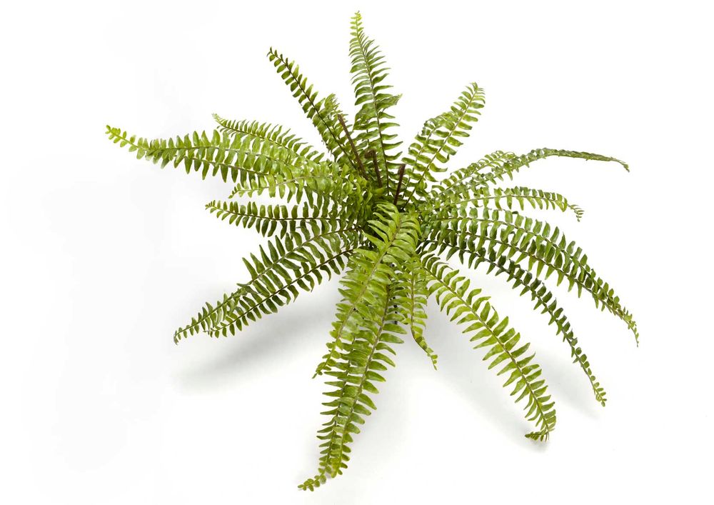 Floral decoration - Nephrolepis fern - LOU DE CASTELLANE - artificial plants and flowers - LOU DE CASTELLANE