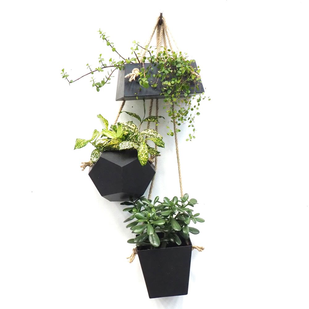 Other wall decoration - TRIO, 3 slate planters to hang on a hook - LE TRÈFLE BLEU