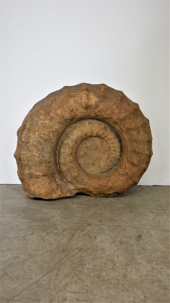 Decorative objects - Ammonite from Morocco - JD PRODUCTION - JD CO MARINE