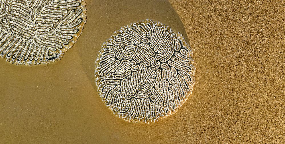 Autres décorations murales - Tapis Coral 2 - LAURE KASIERS