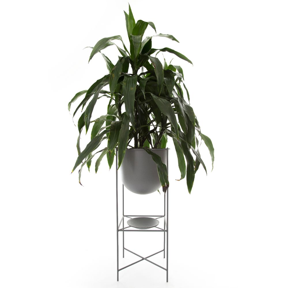 Decorative objects - Oval Large Flower Pot - DESIGN ROOM COLOMBIA